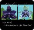 P. LL Blue Leopard x LL Blue Owl